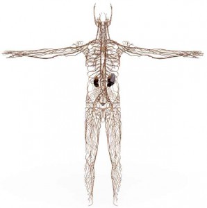 Lymphatic System